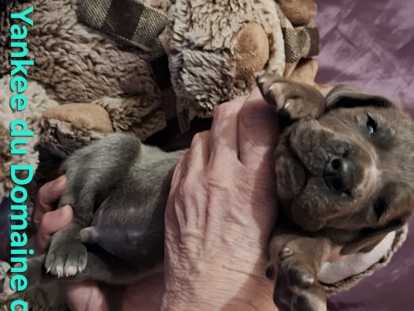 Chiots Dogue Allemand &agrave; vendre