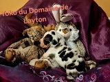 Chiots Dogue Allemand à vendre