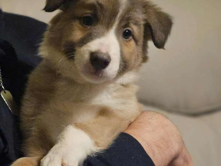 Derniers chiots Border Collie à vendre
