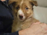 Derniers chiots Border Collie à vendre