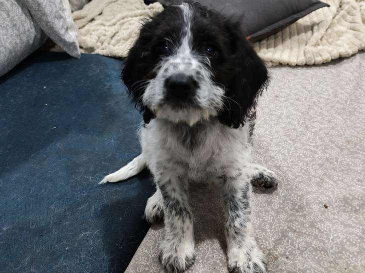 Chiot Beagle croisé Lagotto Romagnolo à vendre