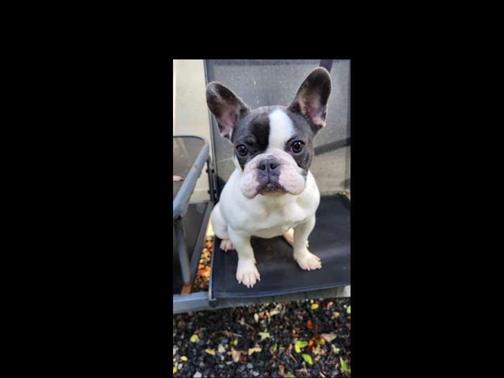 Chienne adulte Bouledogue Français à vendre