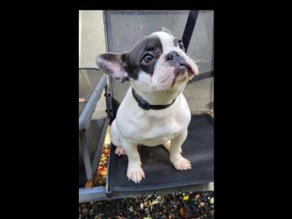 Chienne adulte Bouledogue Fran&ccedil;ais &agrave; vendre