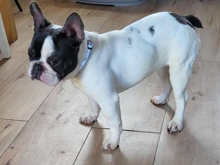 Chienne adulte Bouledogue Français à vendre