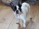 Chienne adulte Bouledogue Français à vendre