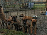 Des chiots Berger Belge Malinois à vendre (non LOF)