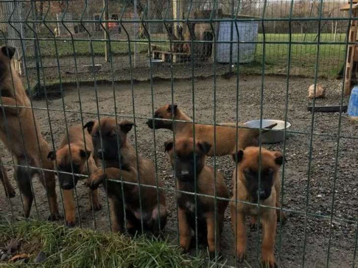 Des chiots Berger Belge Malinois à vendre (non LOF)
