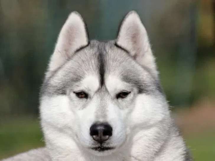 Chien femelle Husky de Sibérie de 4 ans à vendre (LOF)