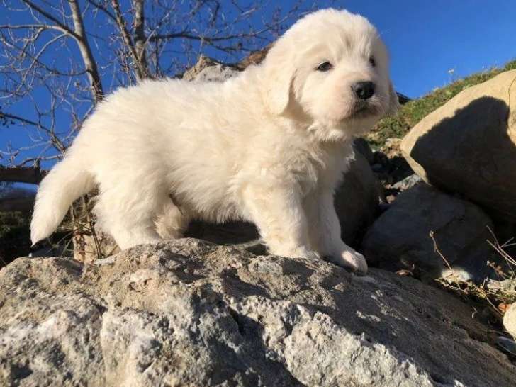 1 chiot mâle Berger des Tatras LOF à réserver