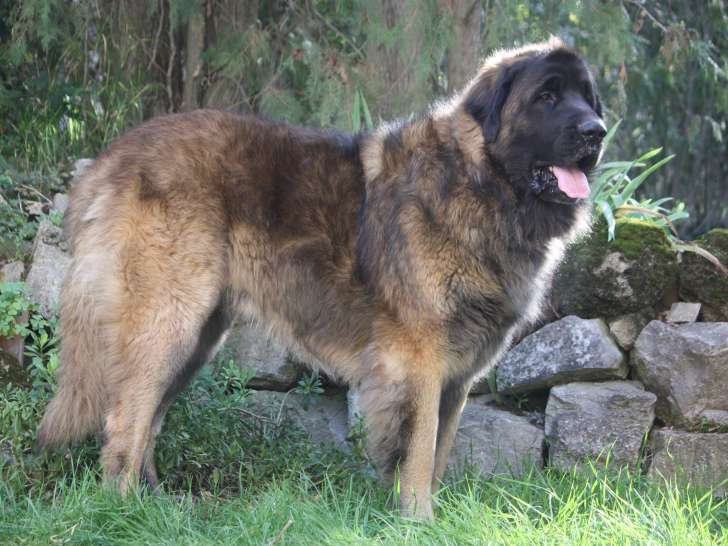 Male Leonberg LOF disponible pour saillie