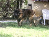 Male Leonberg LOF disponible pour saillie