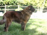 Male Leonberg LOF disponible pour saillie