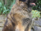Male Leonberg LOF disponible pour saillie