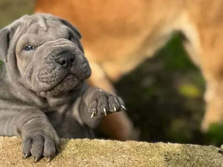 4 chiots Shar-Peï disponibles à la vente (LOF)