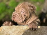 4 chiots Shar-Peï disponibles à la vente (LOF)
