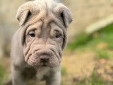 4 chiots Shar-Peï disponibles à la vente (LOF)
