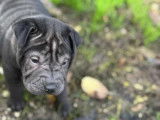 4 chiots Shar-Peï disponibles à la vente (LOF)