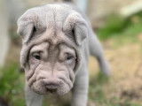 4 chiots Shar-Peï disponibles à la vente (LOF)