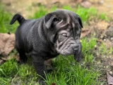 4 chiots Shar-Peï disponibles à la vente (LOF)