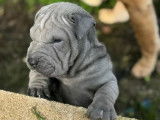 4 chiots Shar-Peï disponibles à la vente (LOF)