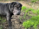 4 chiots Shar-Peï disponibles à la vente (LOF)