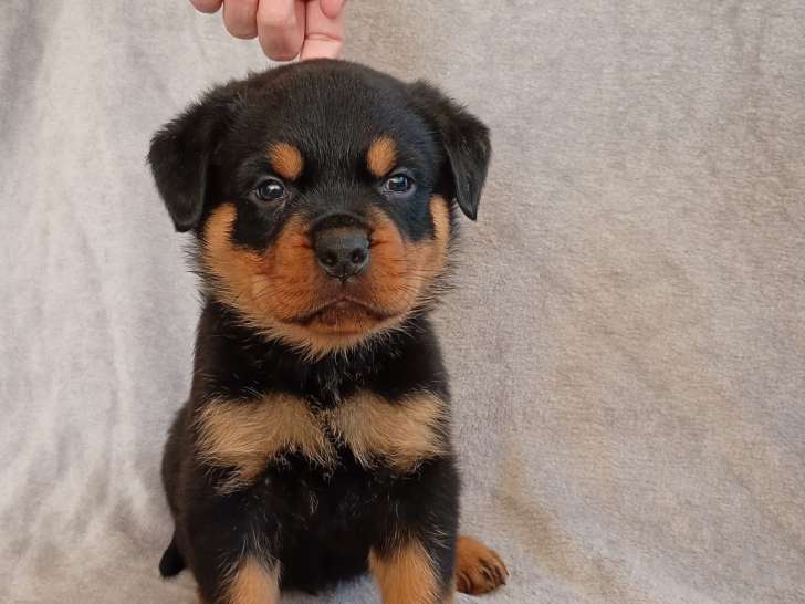 Chiots Rottweiler à réserve lof