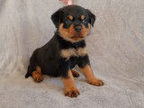 Chiots Rottweiler à réserve lof