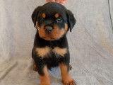 Chiots Rottweiler à réserve lof