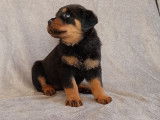 Chiots Rottweiler à réserve lof