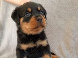 Chiots Rottweiler à réserve lof