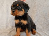 Chiots Rottweiler à réserve lof