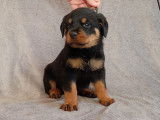 Chiots Rottweiler à réserve lof