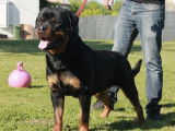 Chiots Rottweiler à réserve lof