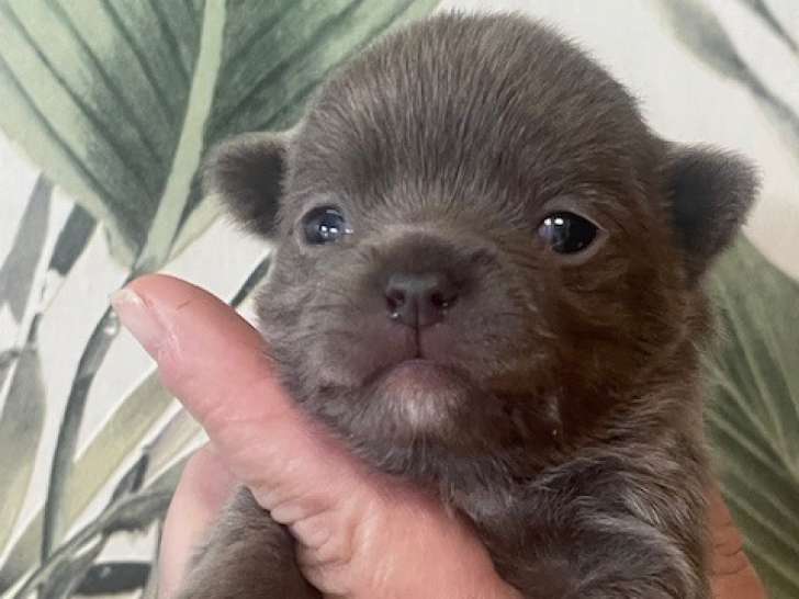 Mâle chihuahua Lavande