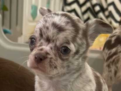 M&acirc;le chihuahua Merle Chocolat