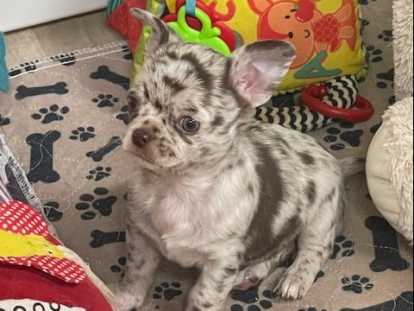 Mâle chihuahua Merle Chocolat