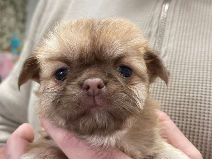 Chiots chihuahua femelles poil long et mâle