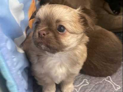 Chiots chihuahua femelles poil long et mâle