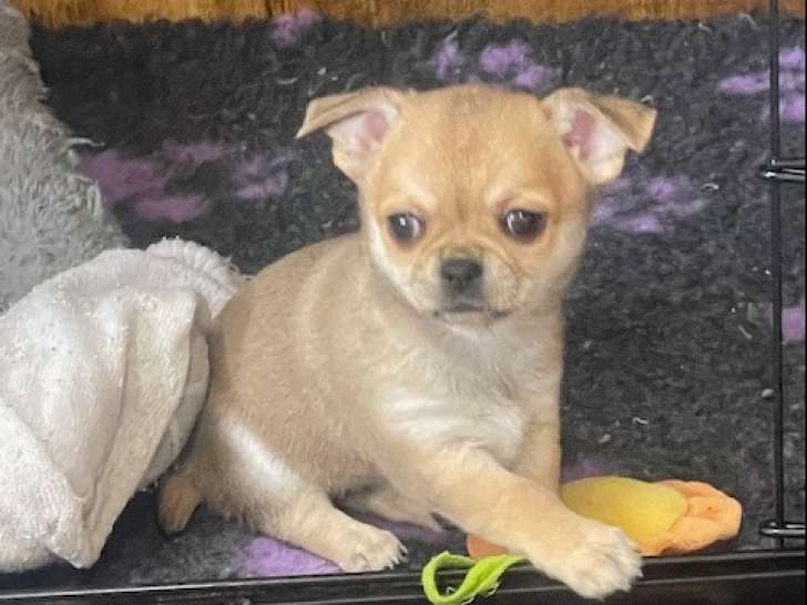 Chiot chihuahua femelle poil court disponible