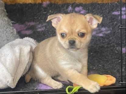 Chiot chihuahua femelle poil court disponible