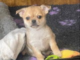 Chiot chihuahua femelle poil court disponible