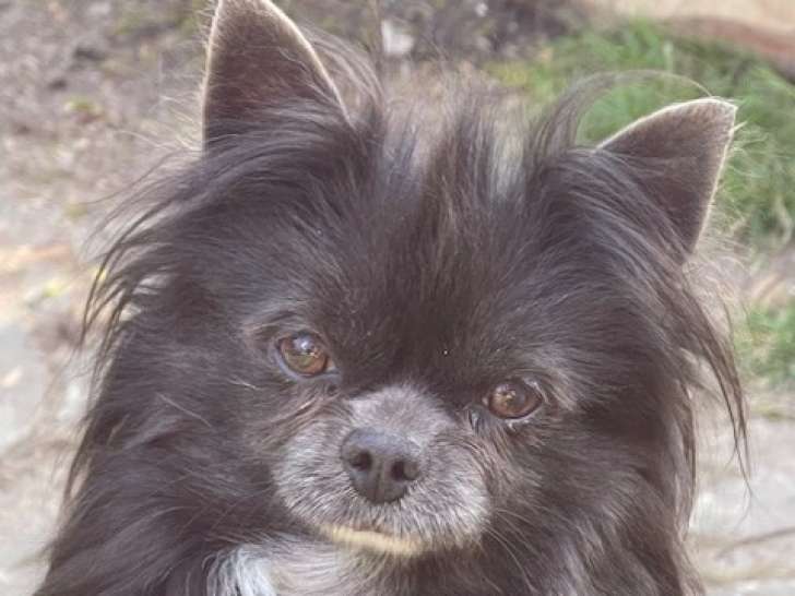 Mâle adulte chihuahua de 3 ans et demi à poil long à vendre