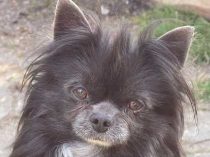 Mâle adulte chihuahua de 3 ans et demi à poil long à vendre