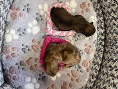 Chiot Chihuahua Mâle et Femelle