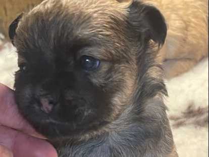 Chiot Chihuahua M&acirc;le et Femelle