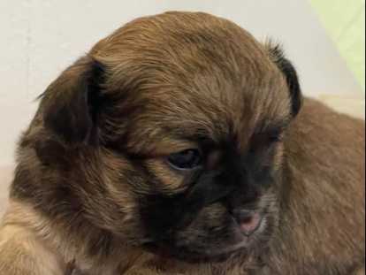 Chiot Chihuahua M&acirc;le