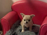 Chiot Chihuahua Femelle