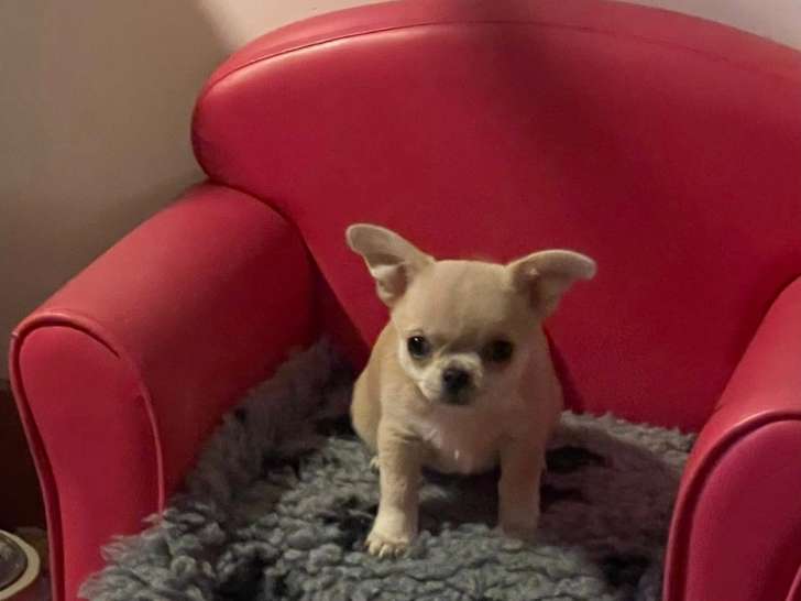 Chiot Chihuahua Femelle