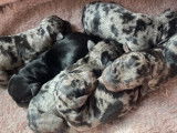 Chiots Teckel arlequin