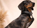 Chiots Teckel arlequin